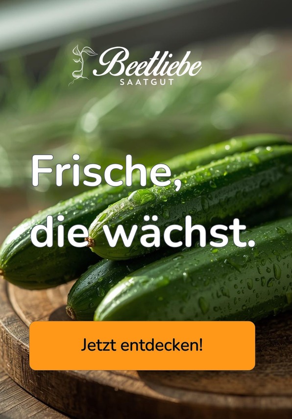 Gurkensamen entdecken - samenfestes Saatgut | Beetliebe