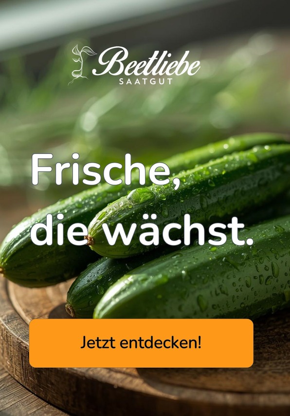 Gurkensamen entdecken - samenfestes Saatgut | Beetliebe