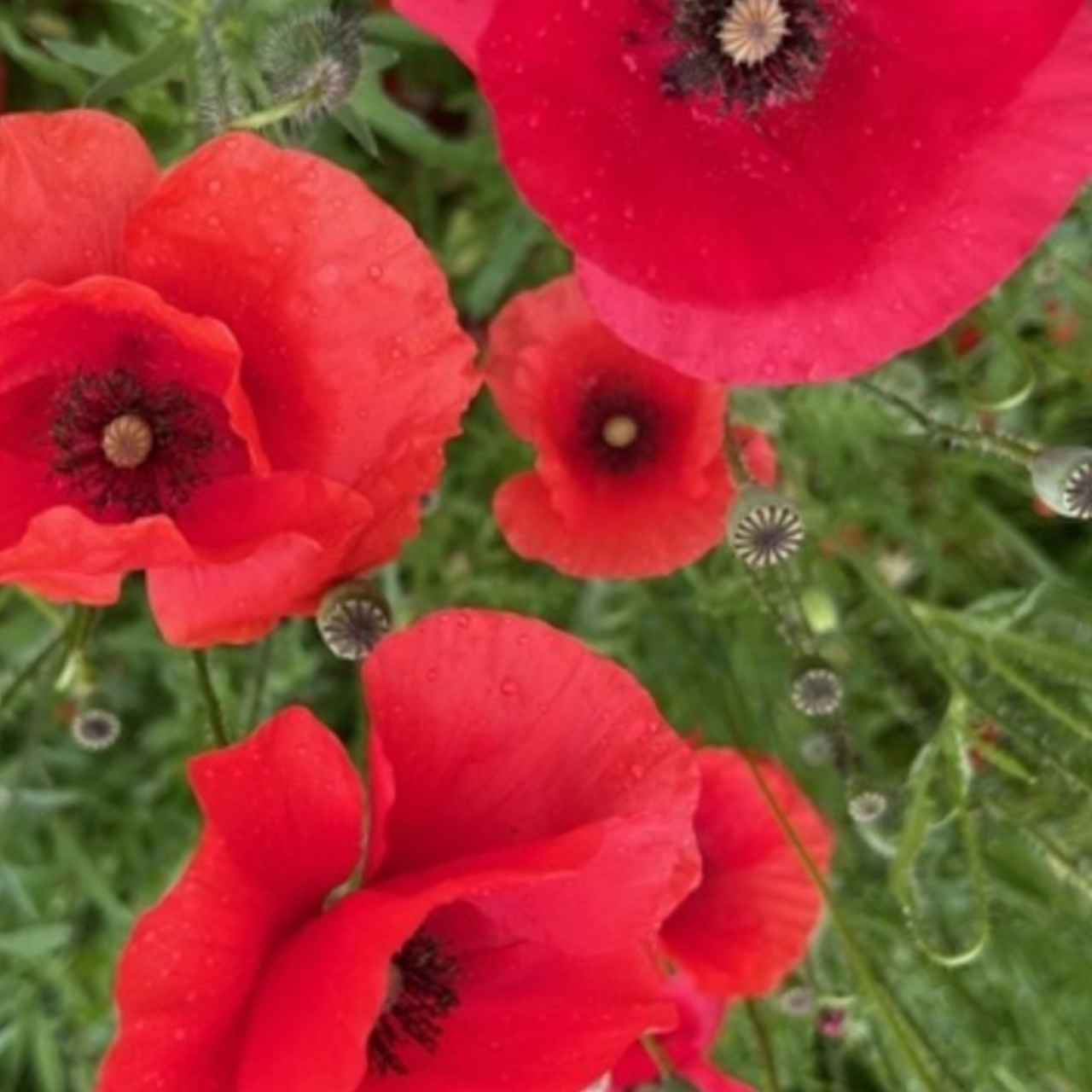 "Klatschmohn" - BIO-Blumensamen [samenfest]