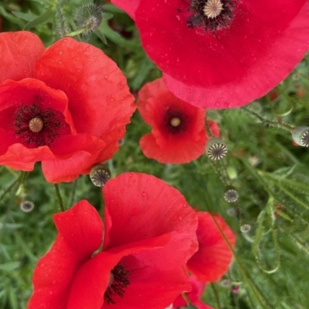 "Klatschmohn" - BIO-Blumensamen [samenfest]