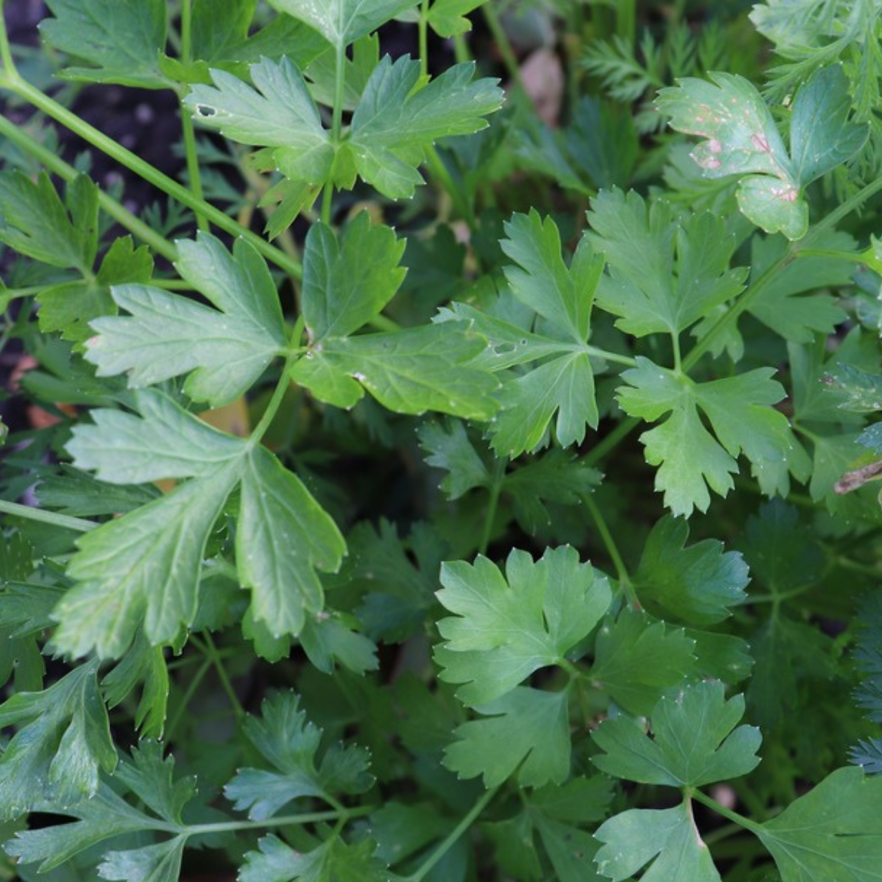 Glatte Petersilie Samen (samenfest & BIO)