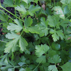 Glatte Petersilie Samen (samenfest & BIO)