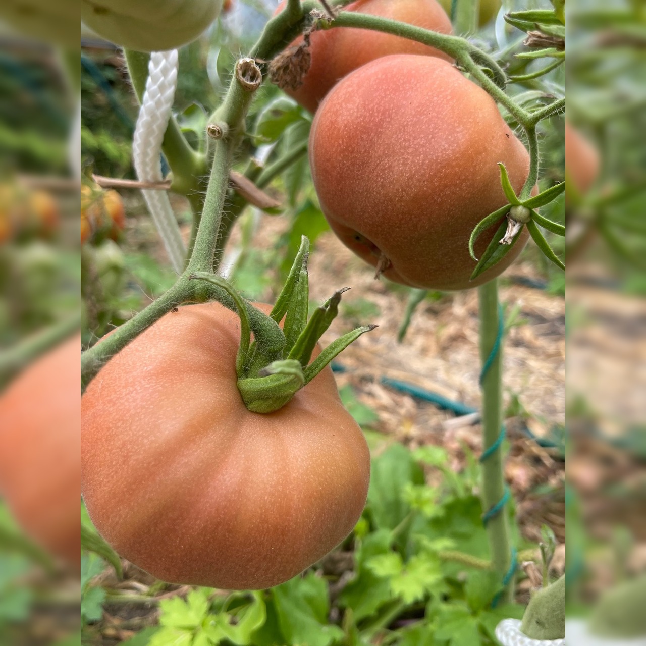 Tomate "Ananas Noir" - BIO-Tomatesorte [samenfest]
