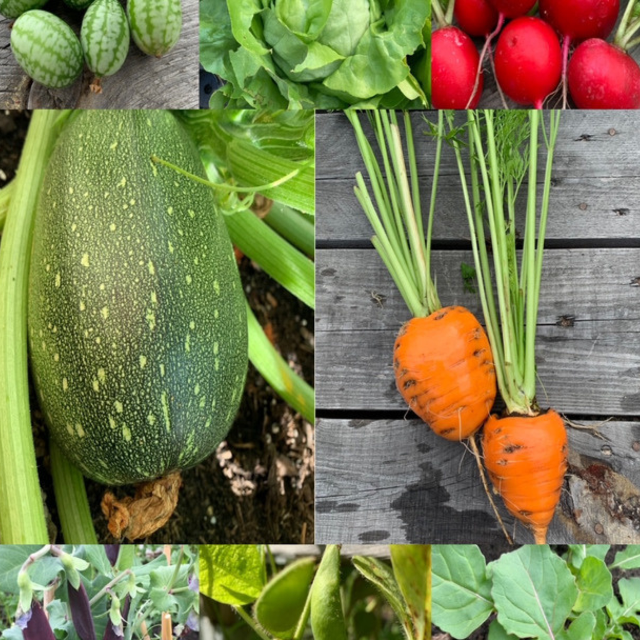 Gemüsesamen-Set "Balkongemüse" - 8 BIO-Sorten [samenfest]