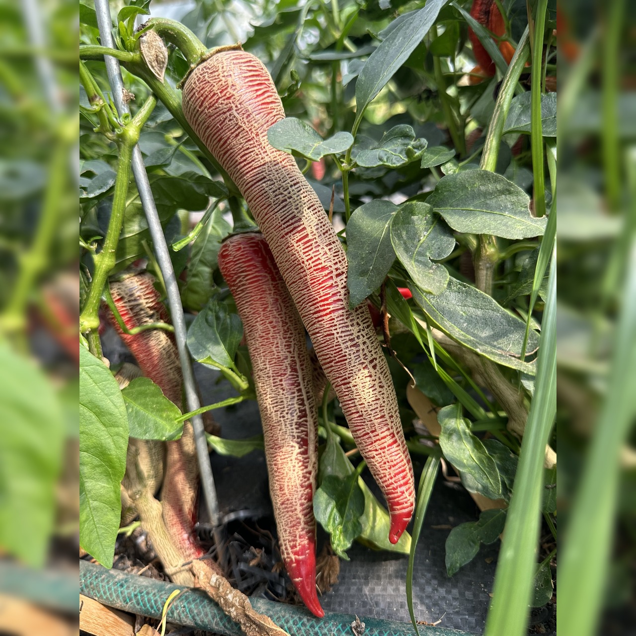 Chili Samen "Elefant" (samenfest & BIO)