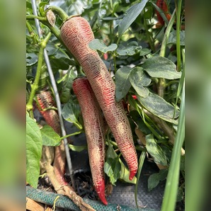 Chili Samen "Elefant" (samenfest & BIO)