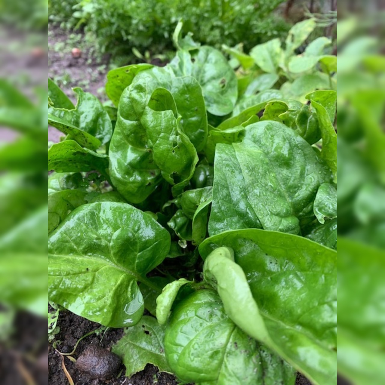 Spinat "Butterflay" - BIO-Spinatsorte [samenfest]