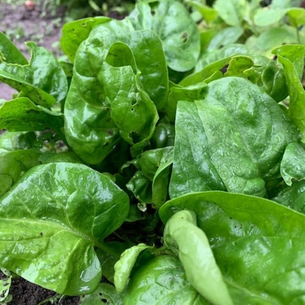 Spinat "Butterflay" - BIO-Spinatsorte [samenfest]