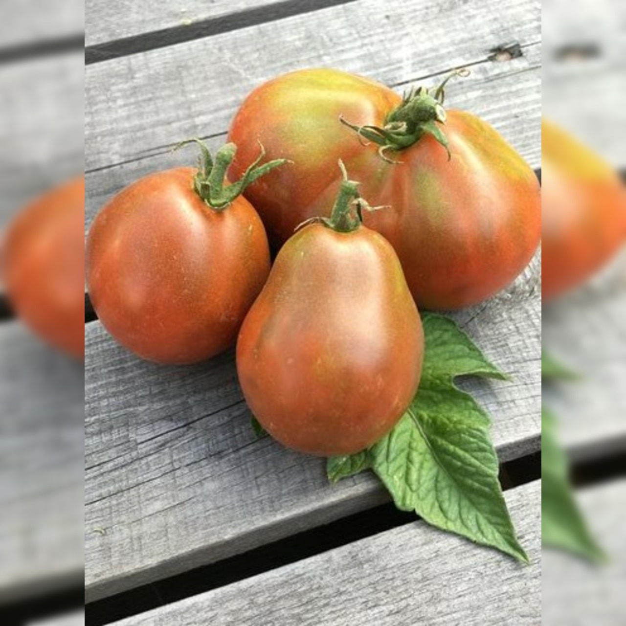 BIO Tomatensamen Set