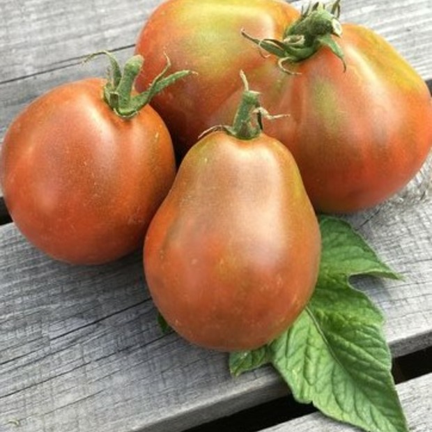 BIO Tomatensamen Set