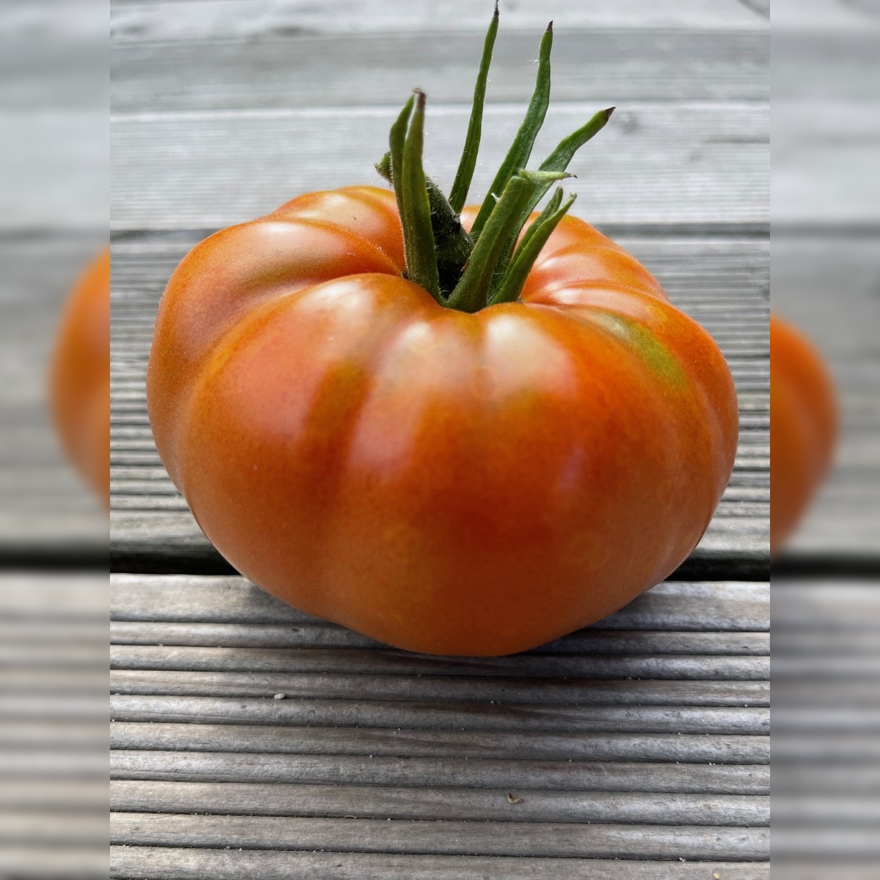 Anzucht-Set "alte Tomatensorten" [03, 17]