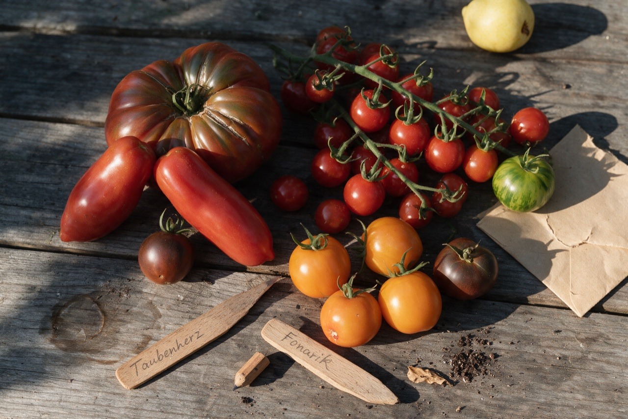 Verschiedene samenfeste Tomatensorten nebeneinander auf einem Gartentisch