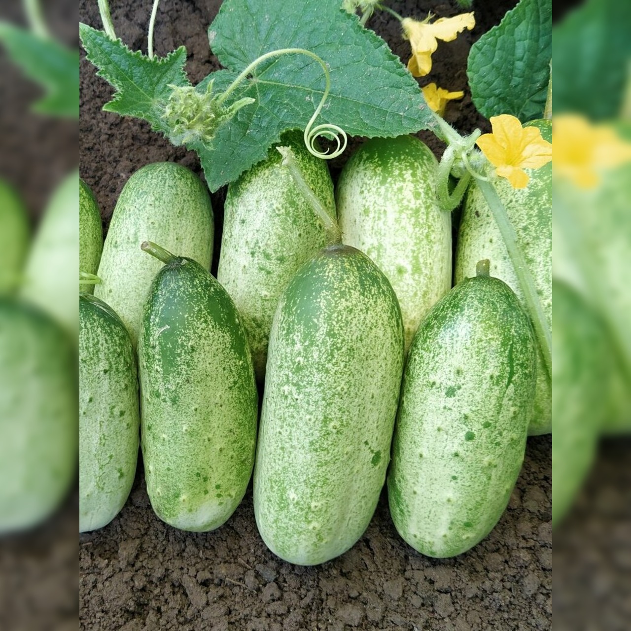 Anzucht-Set "Snackgurken"