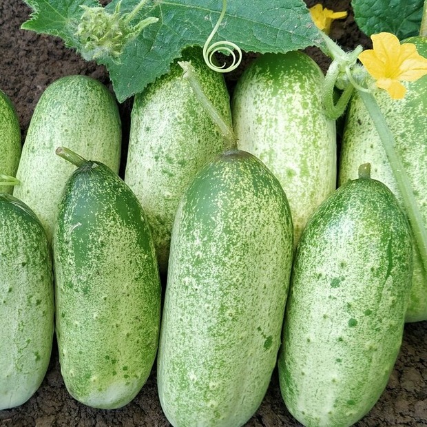 Anzucht-Set "Snackgurken"