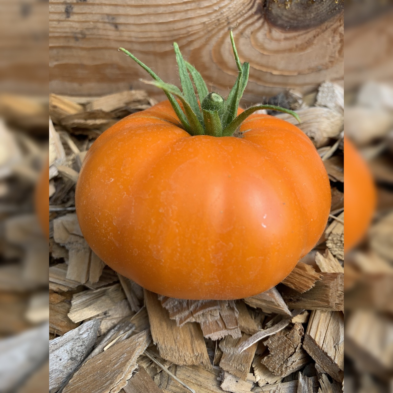 BIO Tomatensamen Set