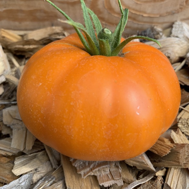 BIO Tomatensamen Set