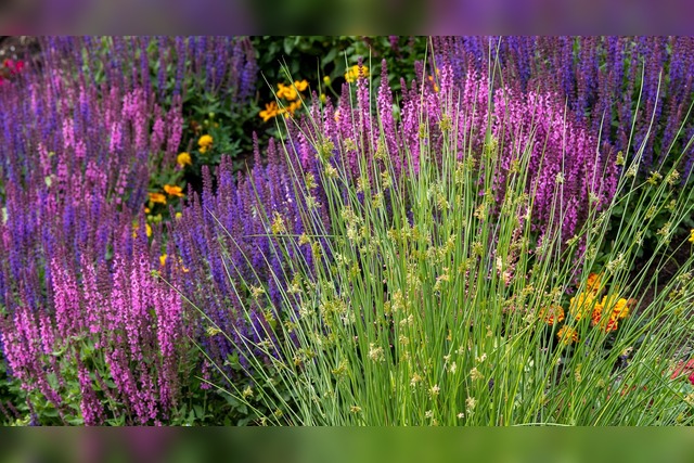 Bild von Mischkultur Gemüse Tabelle (+50 Partner) ❤️ Pflanz