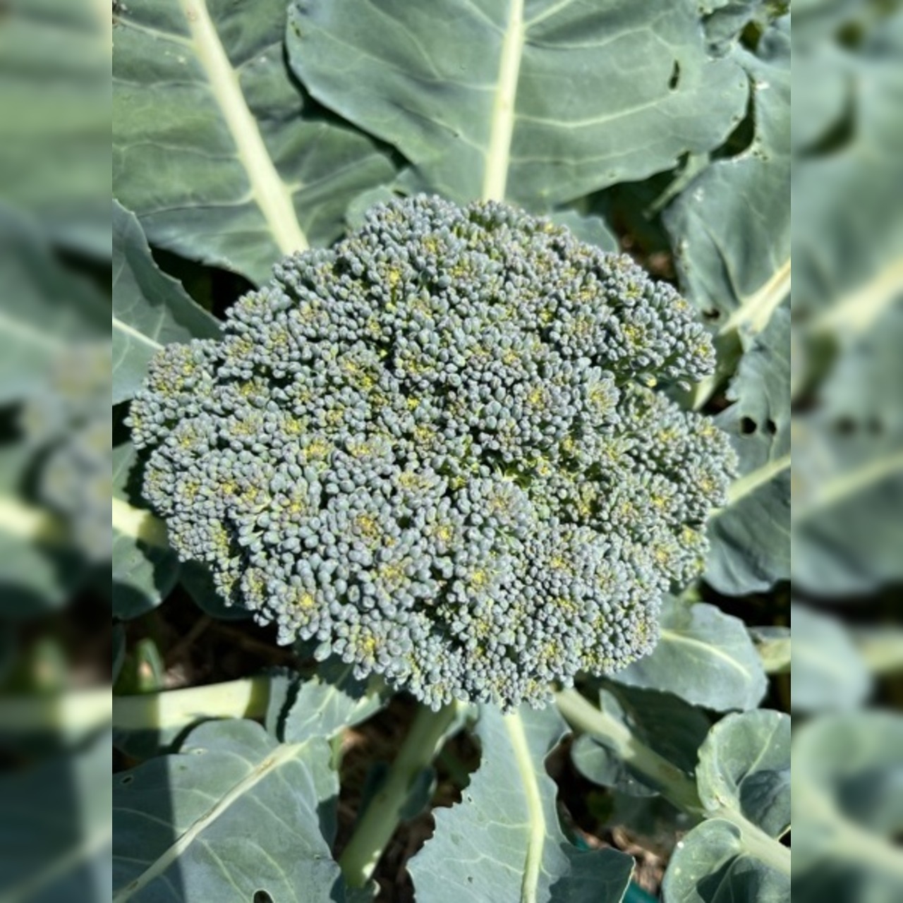 Anzucht-Set "Kohlsorten Mix" [41, 42]