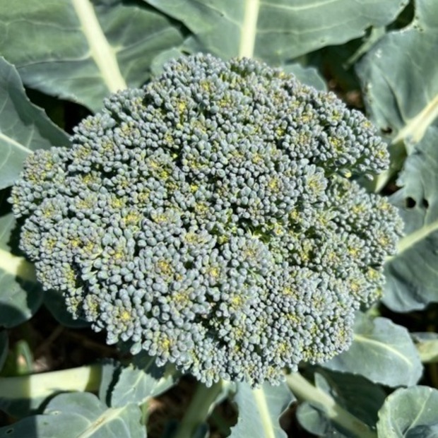 Anzucht-Set "Kohlsorten Mix" [41, 42]