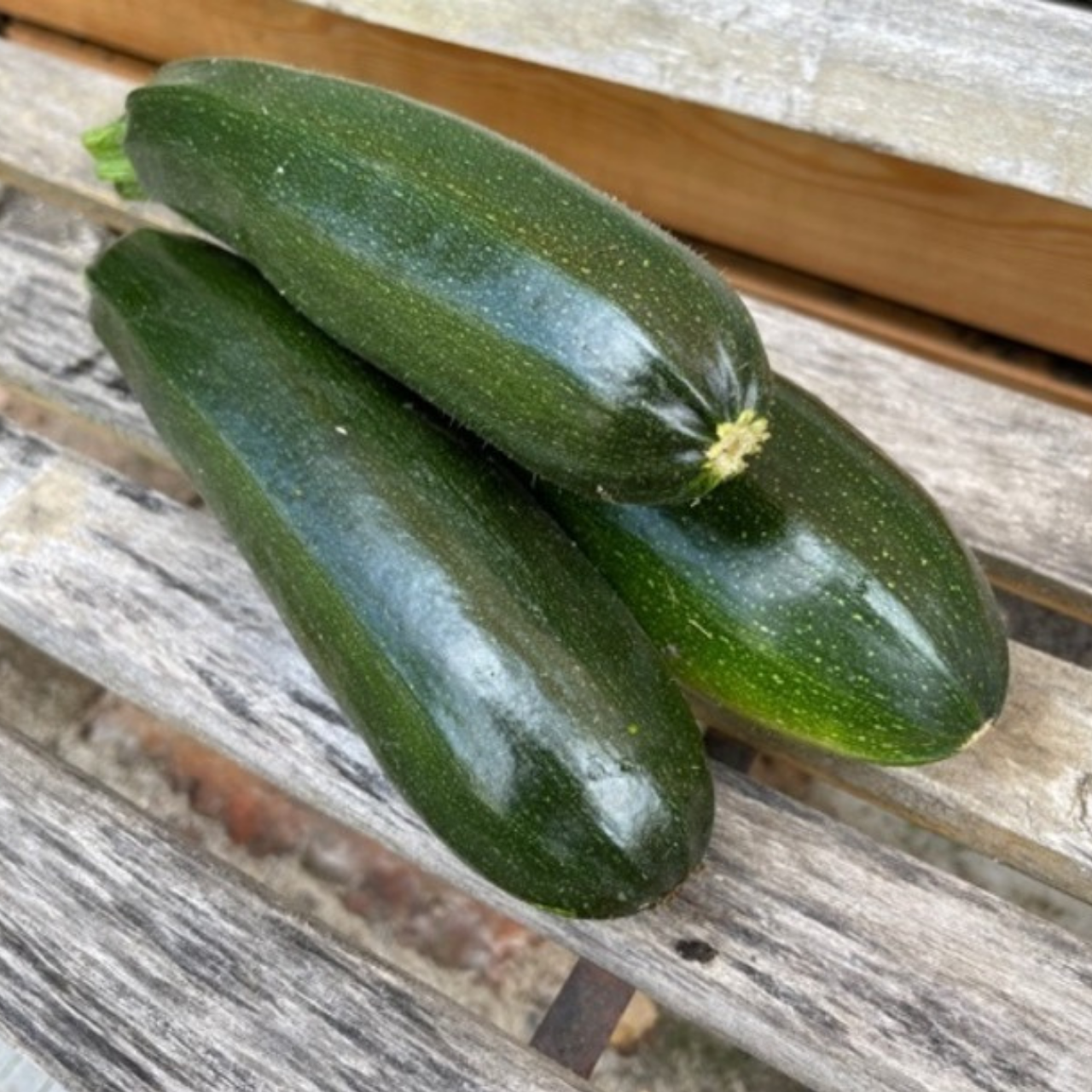 Zucchini „Black Beauty“ - BIO-Zucchinisorte [samenfest]