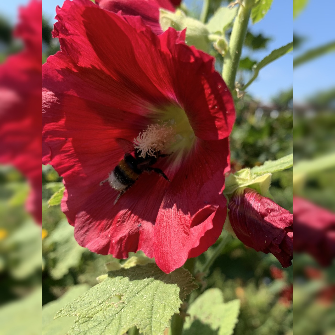 Stockrose "rot" - BIO-Stockrosensamen [samenfest]
