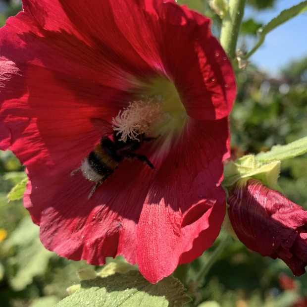 Stockrose "rot" - BIO-Stockrosensamen [samenfest]