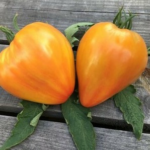 Tomate "Striped Oxheart" - BIO-Tomatensorte [samenfest]