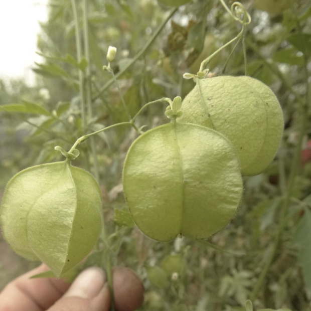 Ballonwein - BIO-Blumensamen