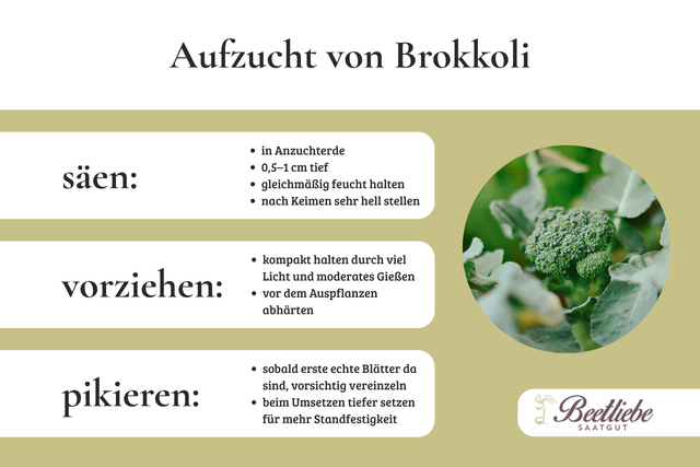 Aufzucht, Brokkoli, Säen, Vorziehen, Pikieren
