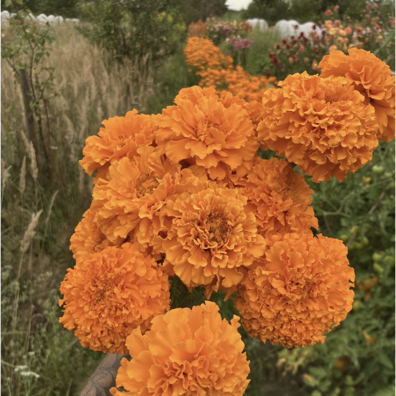 Tagetes gefüllt - BIO-Blumensamen