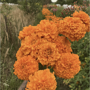 Tagetes gefüllt - BIO-Blumensamen