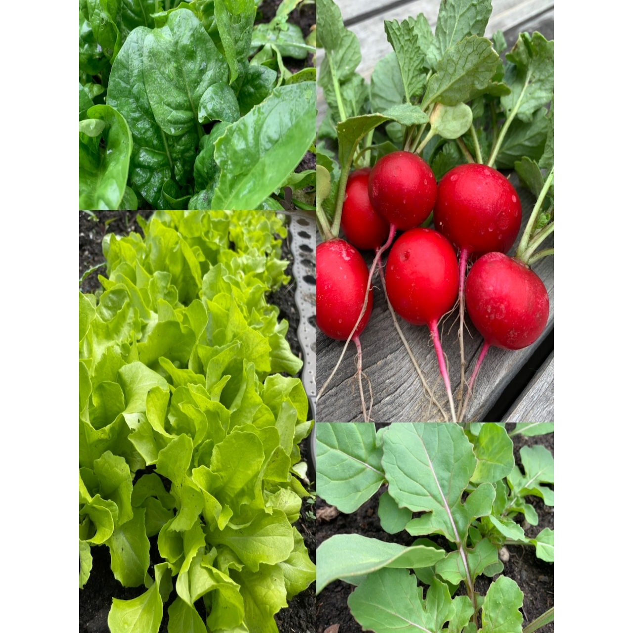 Gemüsesamen-Set "Balkonkasten" - 4 BIO-Gemüsesorten [samenfest]