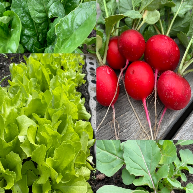 Gemüsesamen-Set "Balkonkasten" - 4 BIO-Gemüsesorten [samenfest]