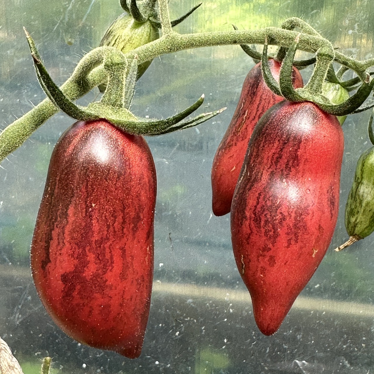 Tomate "Slivka Gurman" - BIO-Tomatensorte [samenfest]