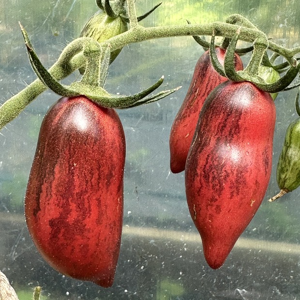 Tomate "Slivka Gurman" - BIO-Tomatensorte [samenfest]