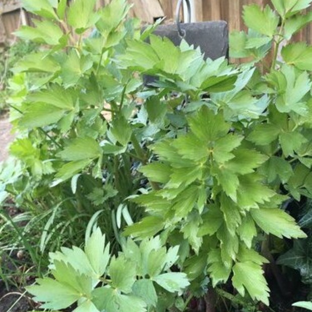 Kräutersamen-Set "Küchenkräuter" - BIO Kräutersamen [samenfest]