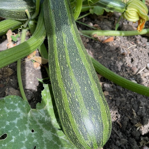 Gemüsesamen-Set "Zucchini" - 4 BIO-Sorten [samenfest]