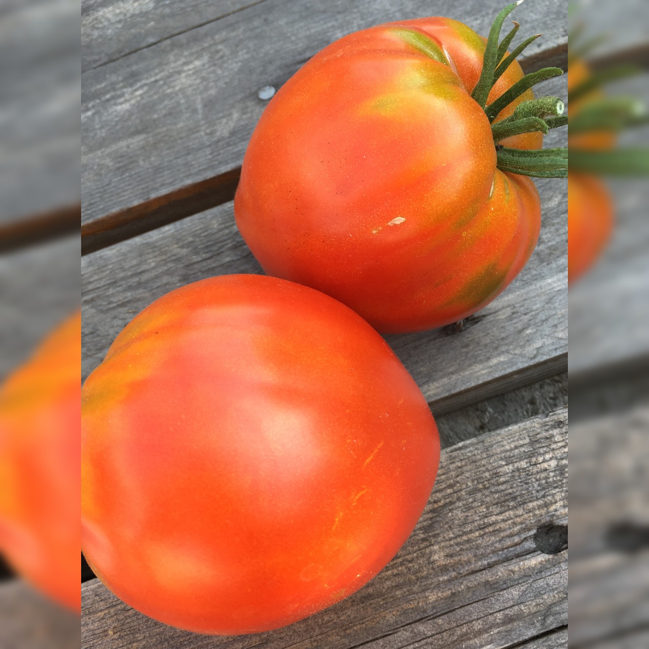 Anzucht-Set "Ochsenherztomaten" [45, 54]