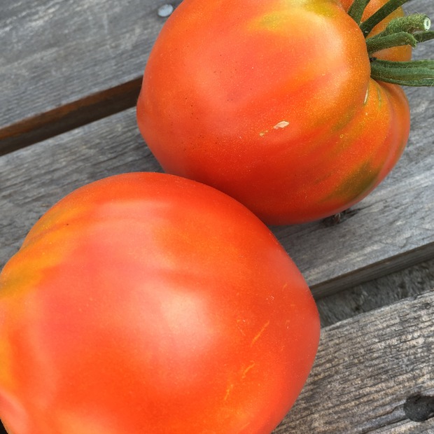 Anzucht-Set "Ochsenherztomaten" [45, 54]