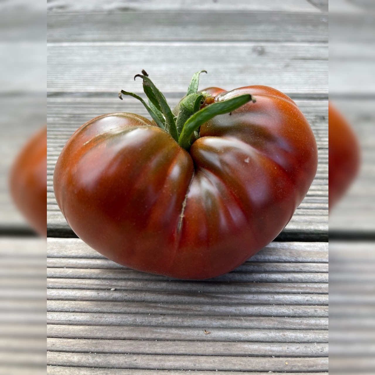 BIO Tomatensamen Set groß