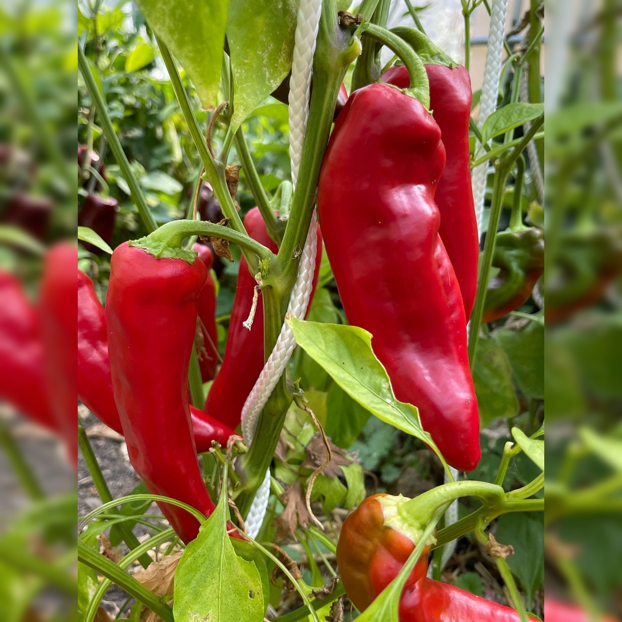 Gemüsesamen-Set "Starkzehrer für´s Hochbeet" - 8 BIO-Sorten [samenfest]