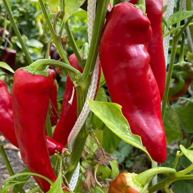 Gemüsesamen-Set "Starkzehrer für´s Hochbeet" - 8 BIO-Sorten [samenfest]