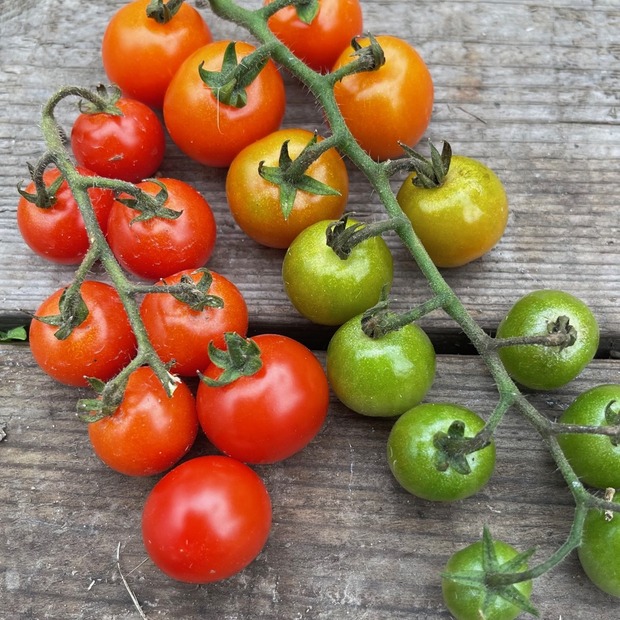 Gemüsesamen-Set "Starkzehrer für´s Hochbeet" - 8 BIO-Sorten [samenfest]