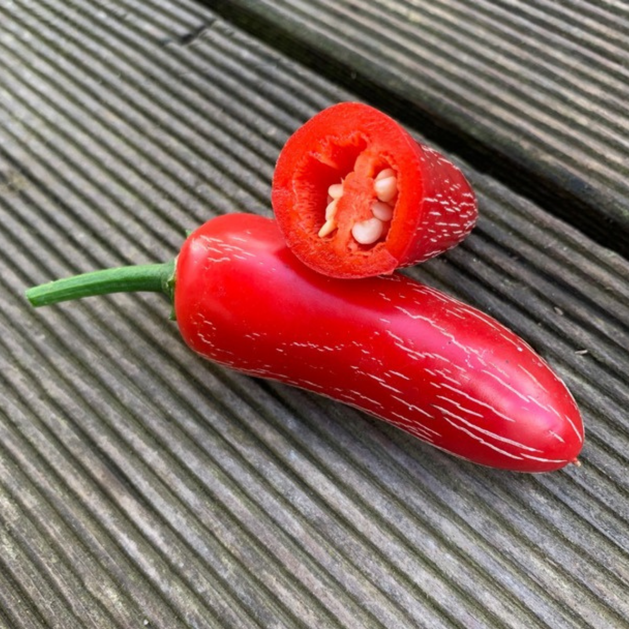 Jalapeno Samen "Biker Bill" (samenfest & BIO)