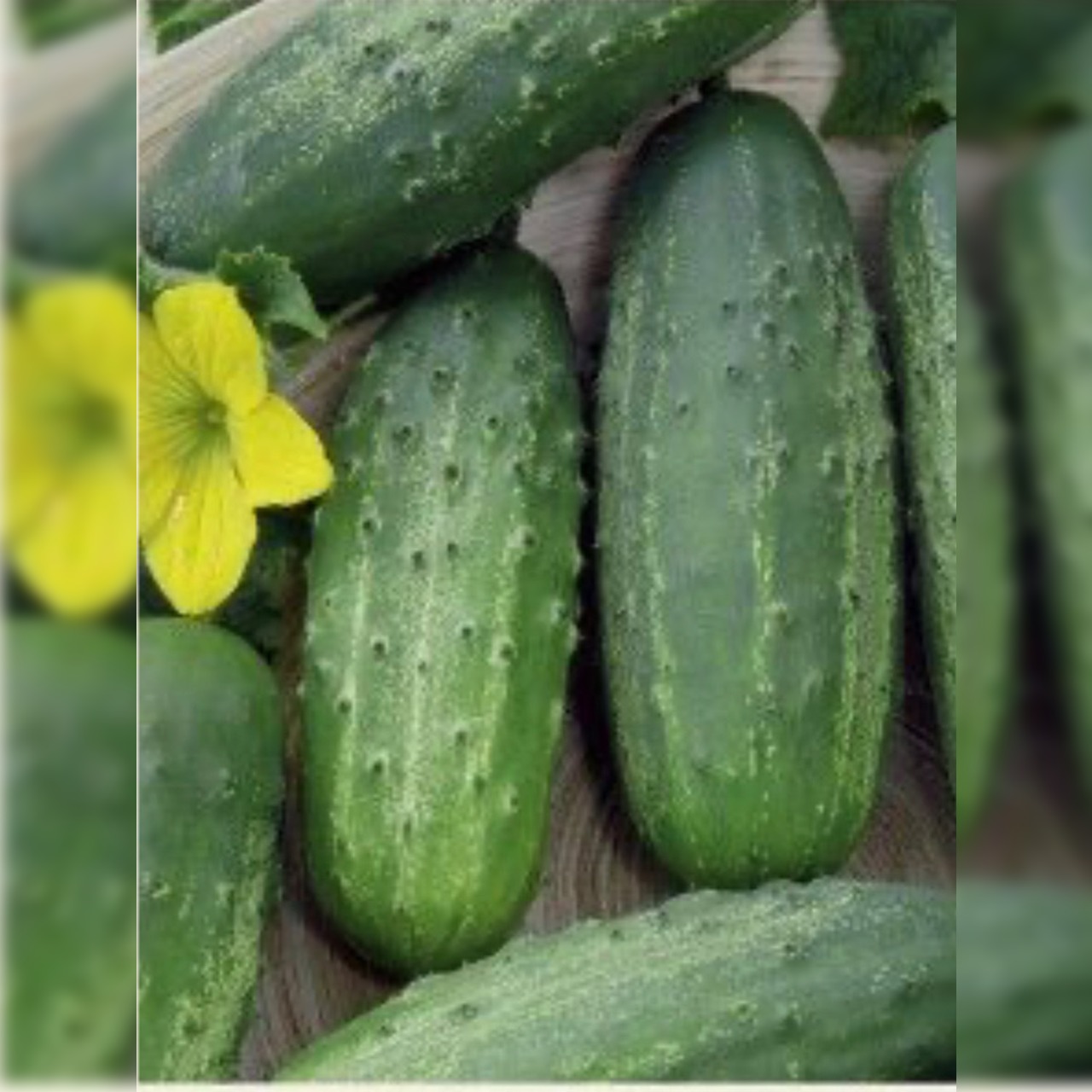 Einlegegurke "Vorgebirgstraube" - BIO-Samen [samenfest]