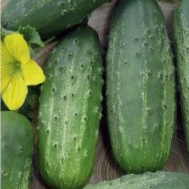 Einlegegurke "Vorgebirgstraube" - BIO-Samen [samenfest]