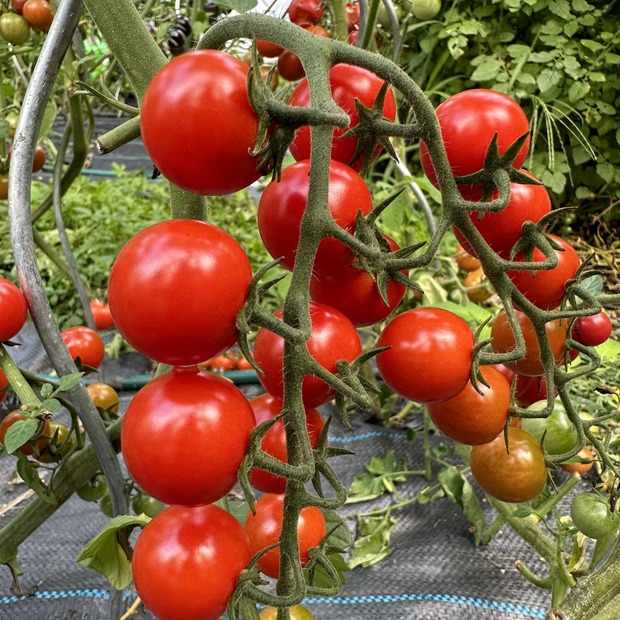 Tomate "mexikanische Honigtomate" - BIO-Tomatensorte [samenfest]