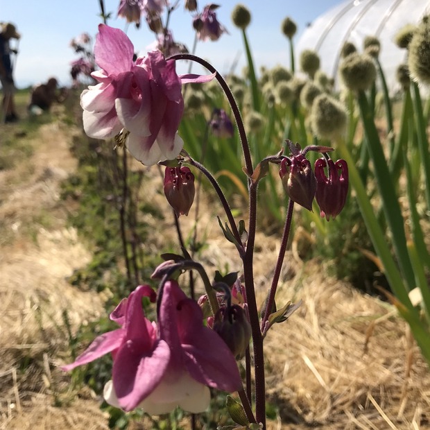 Akelei rosa - BIO-Blumensamen