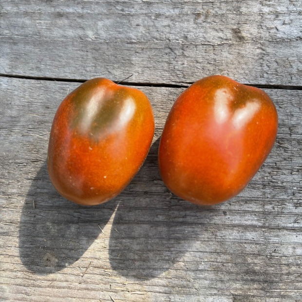 Tomate "Black Plum" - Tomatensamen [samenfest]