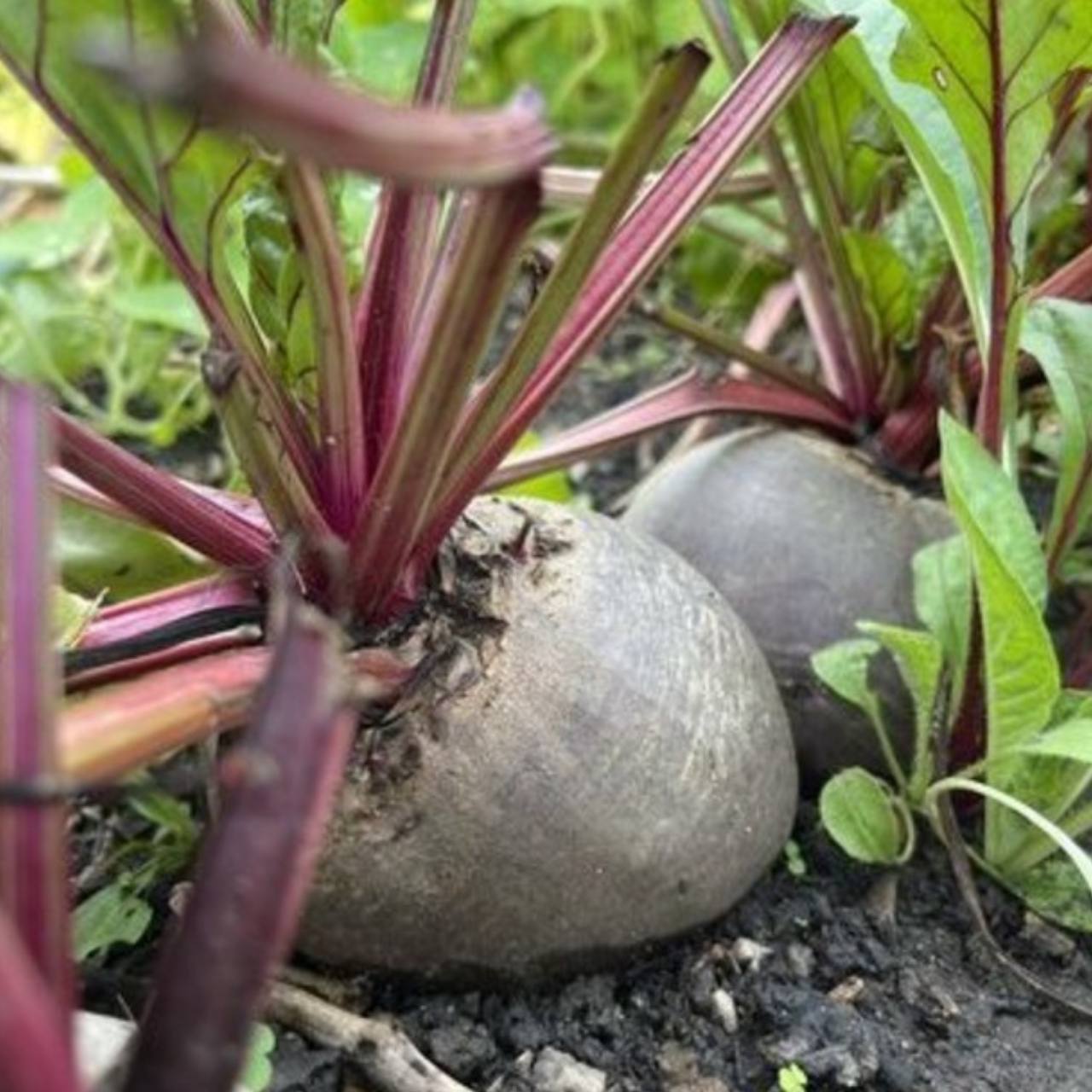 Rote Bete „Robuschka“ - BIO-Rote Bete Sorte [samenfest]